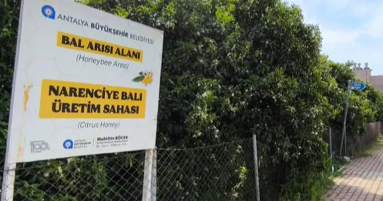 antalyada-narenciye-bali-koruma-altinda-Azd1JGvm.webp