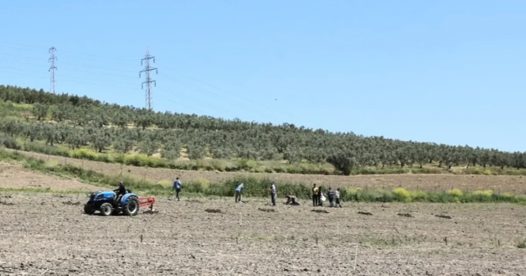 bursa-niluferden-konakliya-800-zeytin-fidani-3eHMnCal.webp