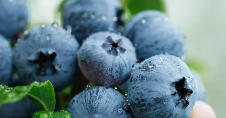 yaban-mersini-ureticileri-icin-bursada-tek-catida-uludag-blueberry-birligi-kuruldu-7q4CUnRI.webp